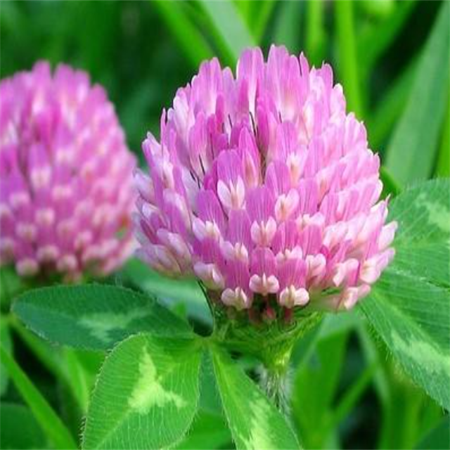 GMP Certified Halal Certified Food Grade White Red Clover Extract Trifolium Pratense Leaf Powder Formononetin 98% Vacuum Packed