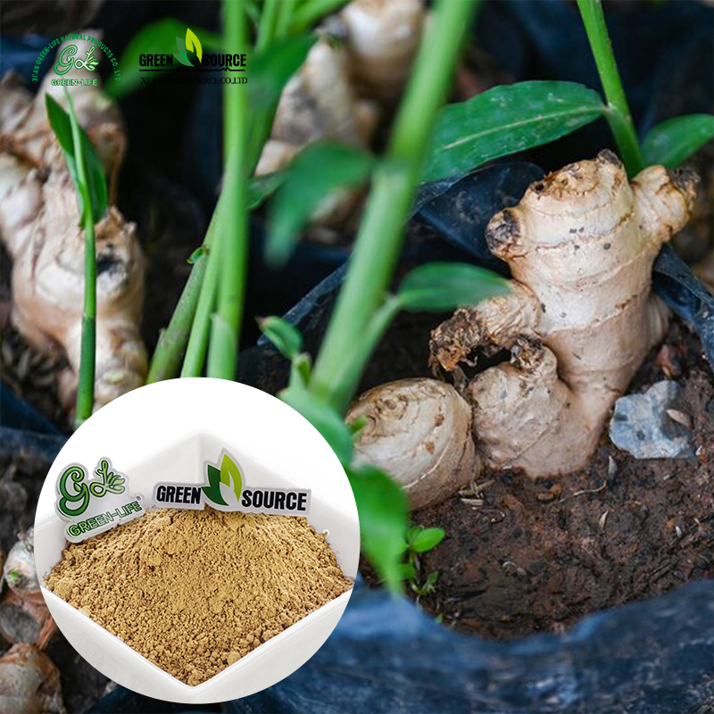 Ginger Root Extract Details 3