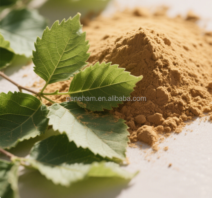 Custom 5% Dnj Mulberry Leaf Powder 100% Pure Food Grade Herbal Extract Discount Available