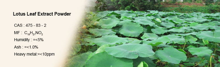 Natural Lotus Leaf Extract