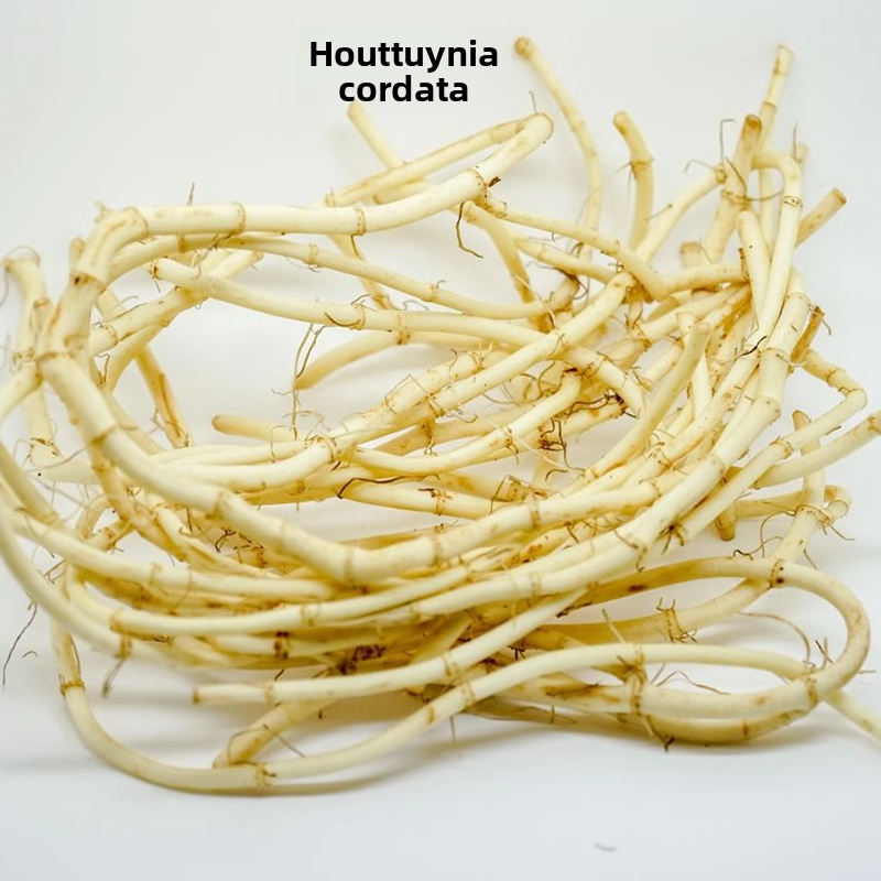 Factory Supply 20:1 Houttuynia Cordata Extract Powder Natural Houttuynia Herb Extract Concentrate Water Soluble