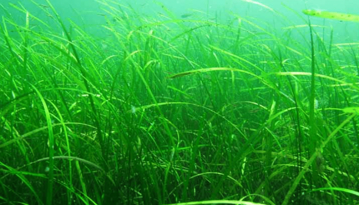 High Quality 10:1 20:1 Zostera Marina Leaf Extract Zostera Marina Extract Powder Zostera Marina Powder Extract