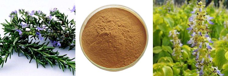 Forskolin Coleus Forskohlii Root Extract Powder Food Grade Herbal Extract HPLC Tested Drum Packaging