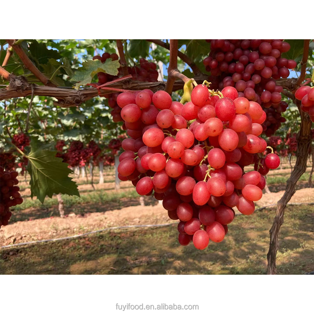 High Brix Juicy Fresh Fruit Rose Red Grape Price