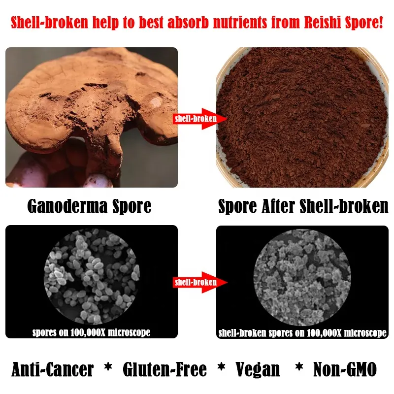 Wholesale Pure Food Grade Ganoderma Lucidum Extract Powder Water Soluble Natural Lingzhi Reishi Spore Mushroom Seed