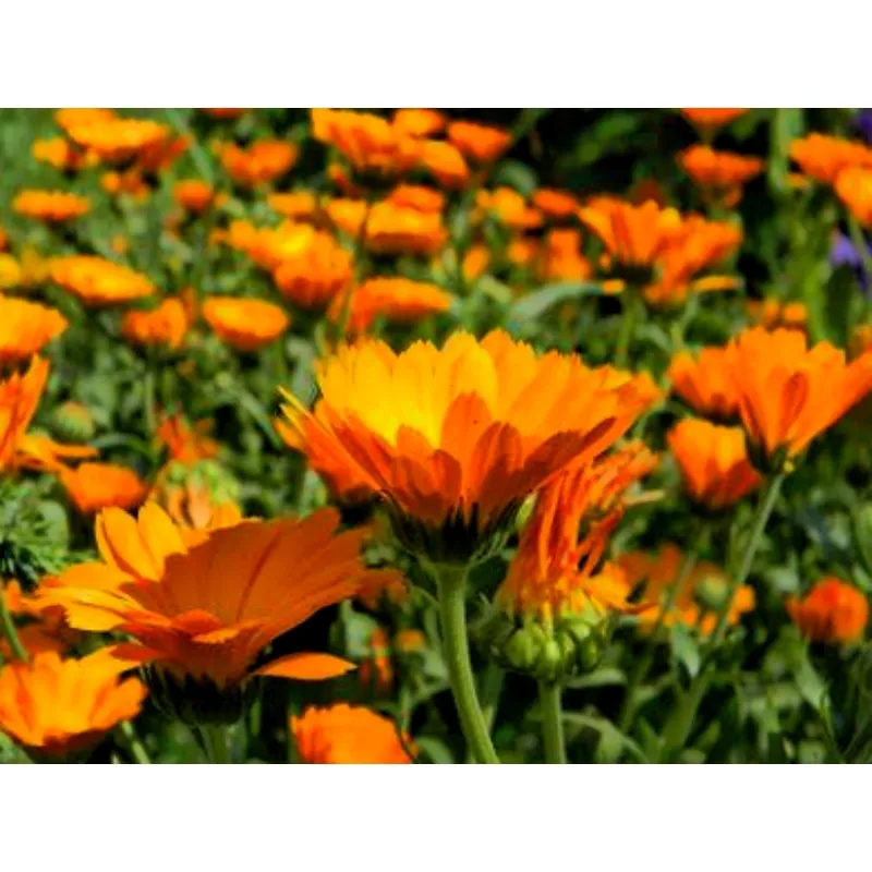 Herbal Extract Free Organic Marigold Calendula Officinalis Extract Powder