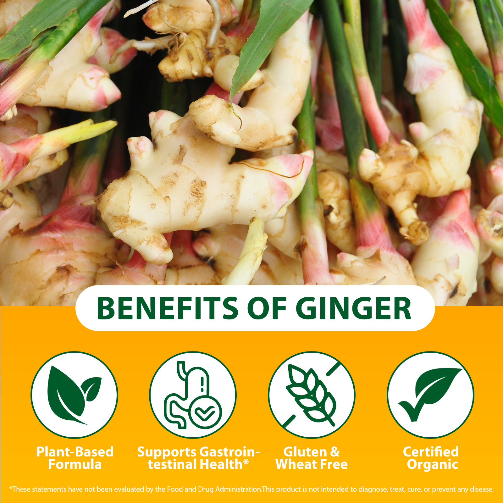 SOLOTREE Digestive Health Natural Plant Extract Liquid Ginger Supplements Pure Vegetable Ginger Root Drops for Nutrient Support