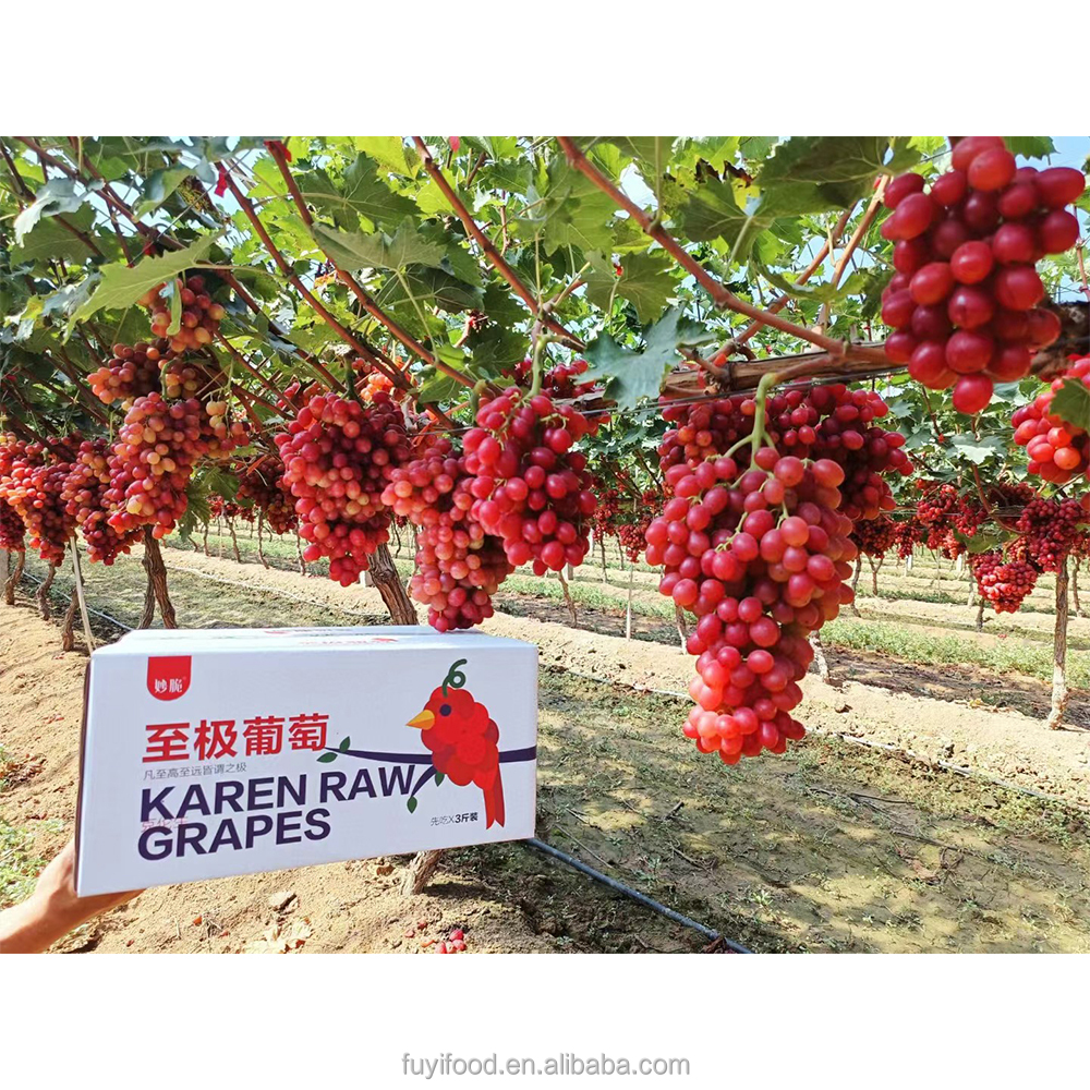 High Brix Juicy Fresh Fruit Rose Red Grape Price