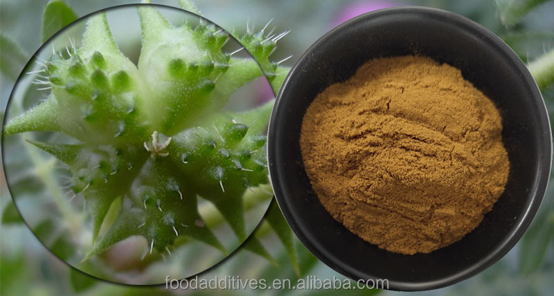 High Quality Natural Herbal Extracts Powder Tribulus Terrestris Extract
