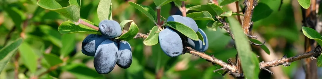 Premium Plant Extract Indigo Anthocyanins Extract 5%-25% for Health Benefits