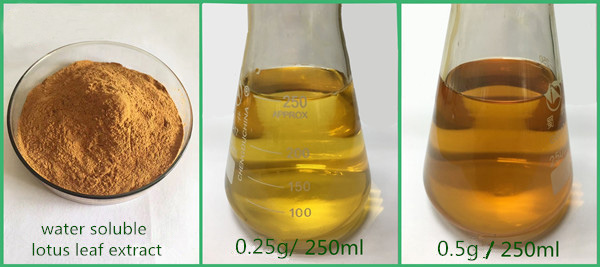 Lotus Leaf Extract Production Process