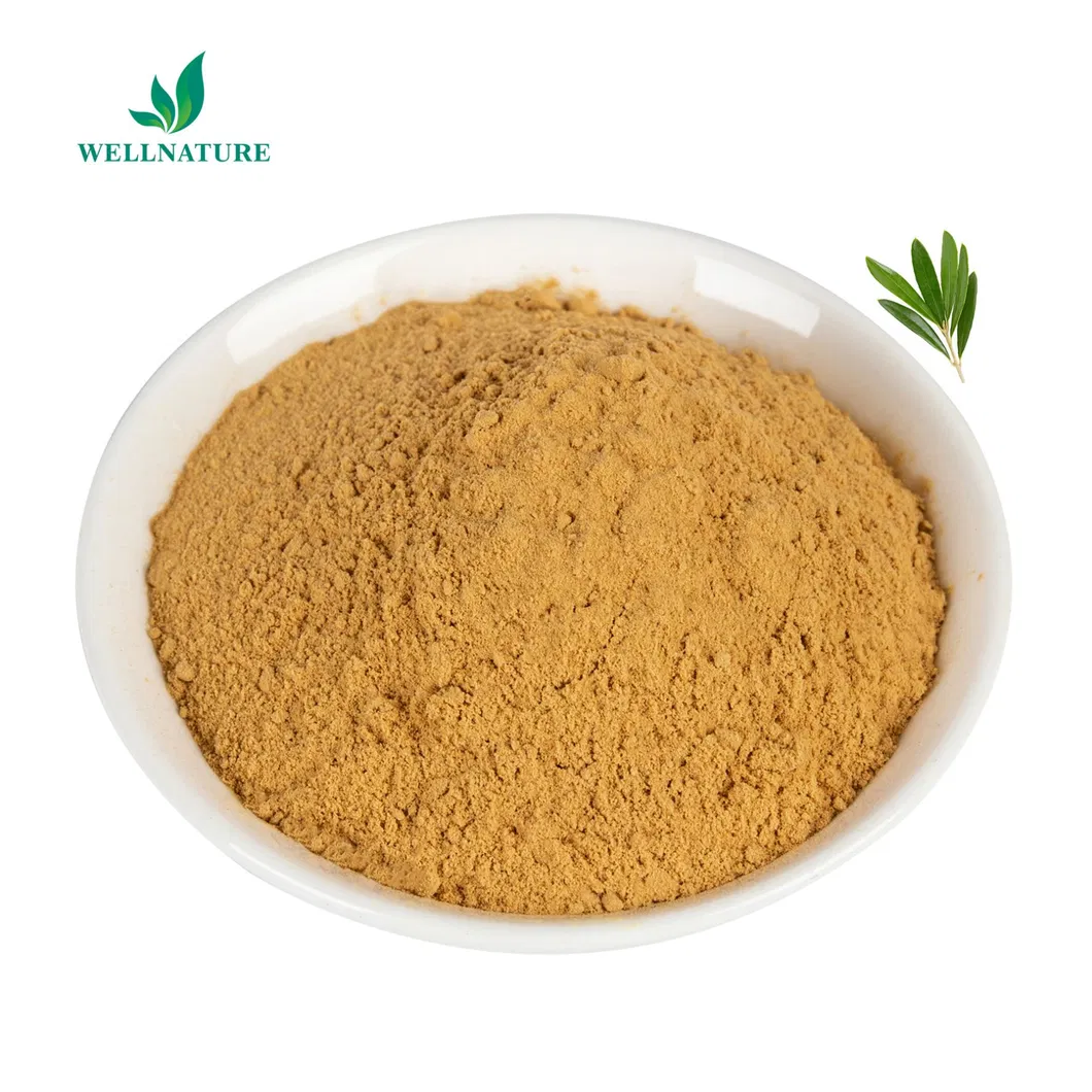 Oleuropein Olive Leaf Extract Powder