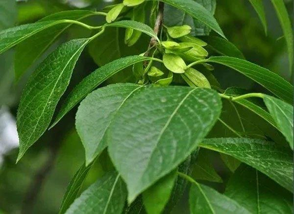 World Well-Being Biotech ISO&FDA Certified 5%-98% Chlorogenic Acid Artichoke Green Coffee Bean Honey Suckle Flower Eucommia Ulmoides Extract