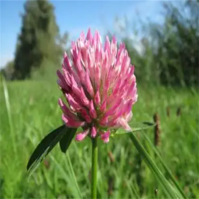 GMP Certified Halal Certified Food Grade White Red Clover Extract Trifolium Pratense Leaf Powder Formononetin 98% Vacuum Packed
