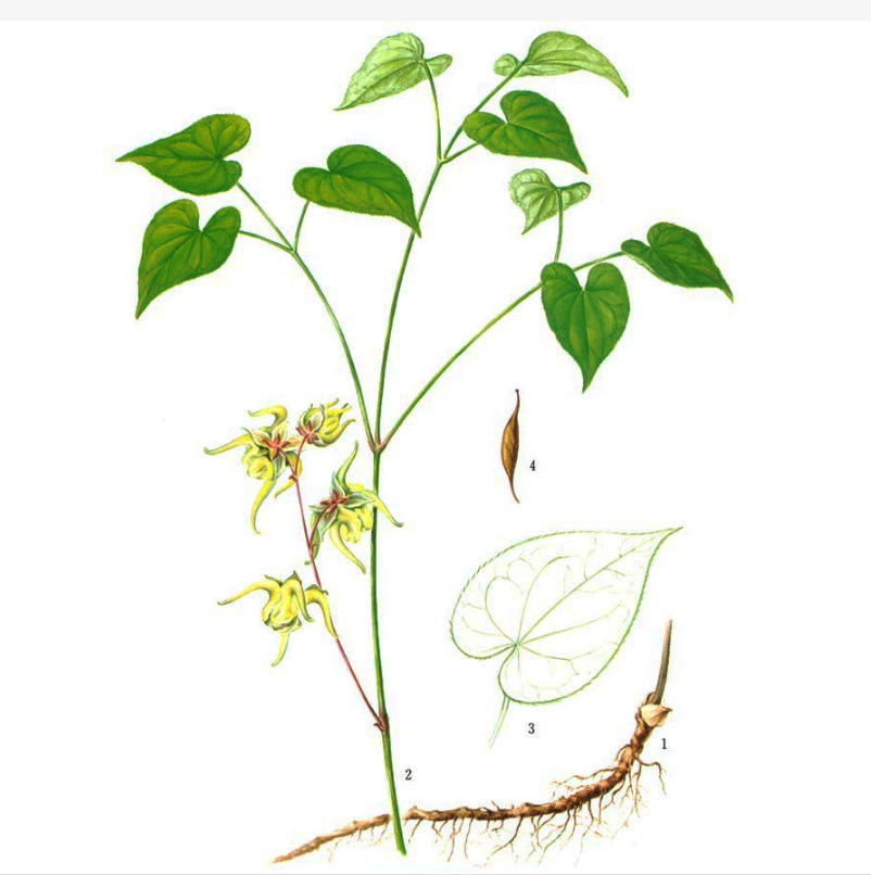 25 Years of Professional Plant Extraction Factory Direct Sales Epimedium Extract