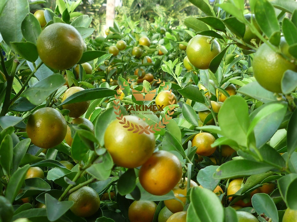 Fresh Calamansi