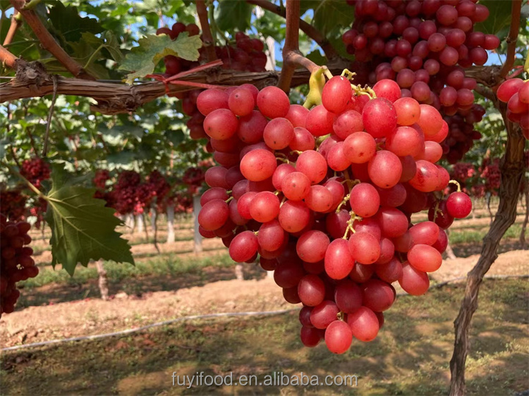 Sweet Red Grape Details 2