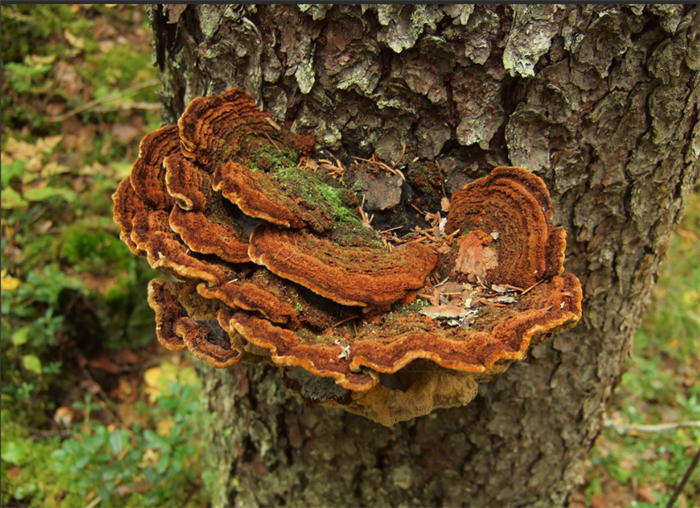 Phellinus Igniarius