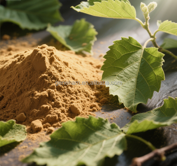 Custom 5% Dnj Mulberry Leaf Powder 100% Pure Food Grade Herbal Extract Discount Available