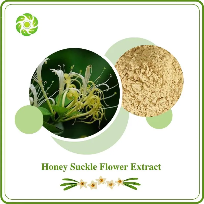 ISO & FDA Certified 5%-98% Chlorogenic Acid Artichoke Green Coffee Bean Honey Suckle Flower Eucommia Ulmoides Extract