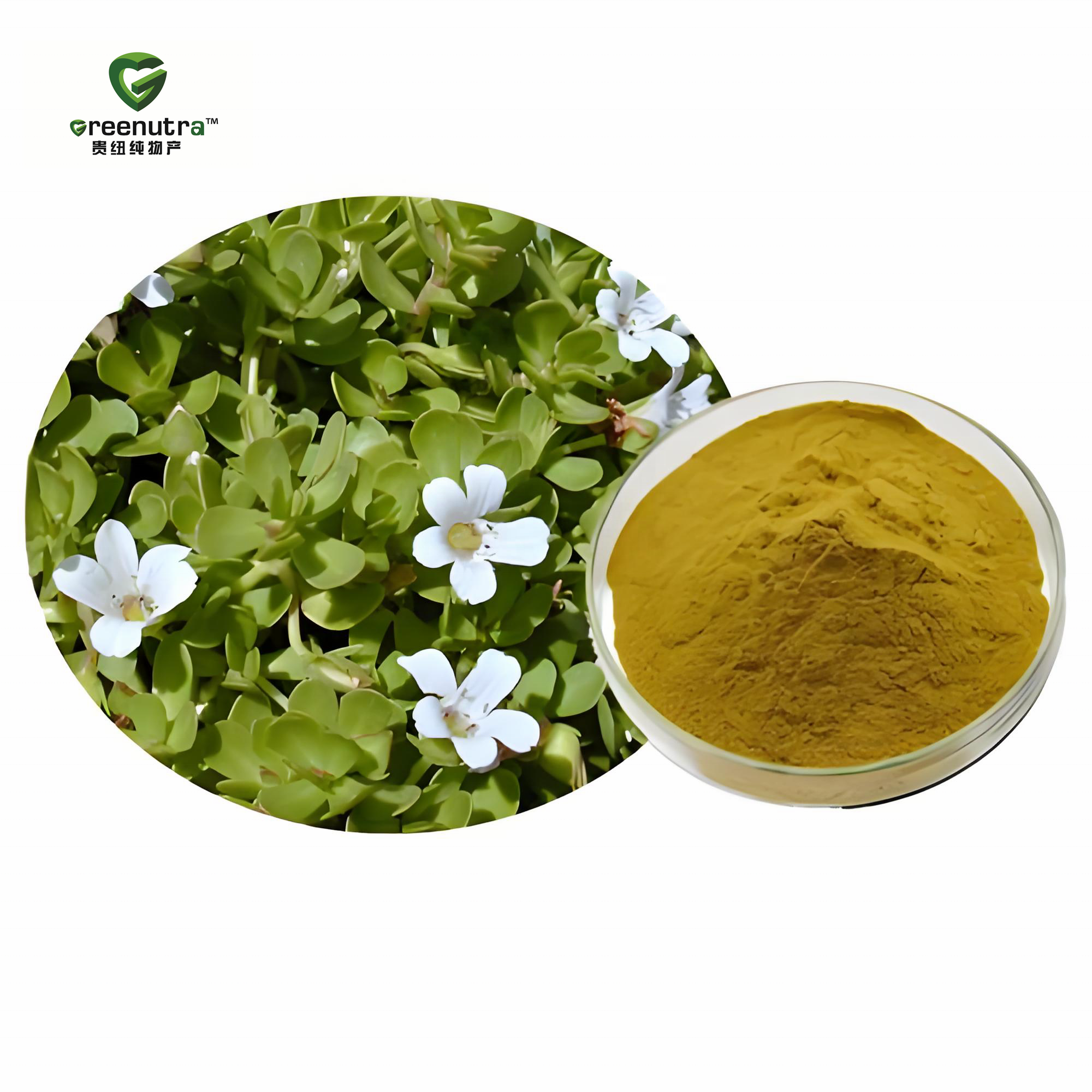 Portulaca Oleracea Extract for Natural Health Supplements Functional Foods and Traditional Herbal Product Formulations Worldwide