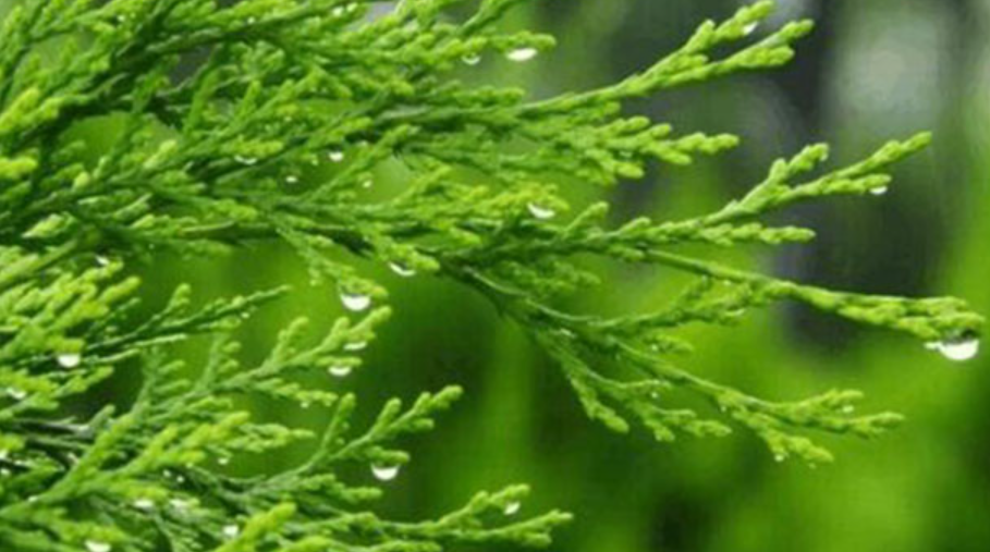 Platycladus Orientalis Plant Details