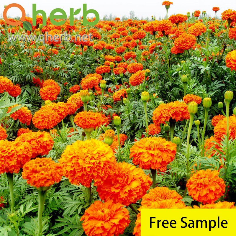 Natural Marigold Flower Extract Beadlet Lutein 5% HPLC