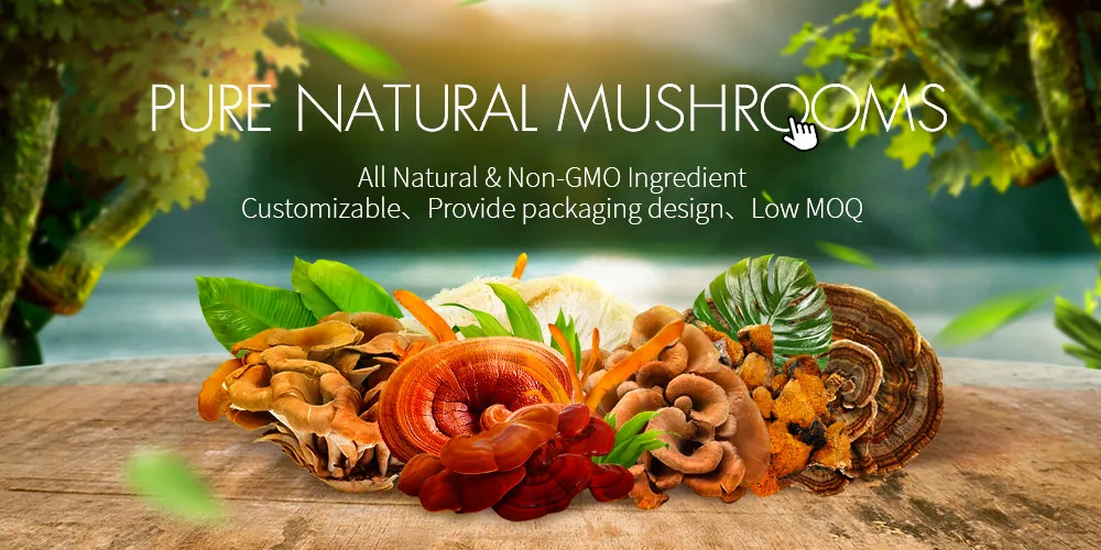 Natural Chaga Mushroom Extract Powder Premium Grade