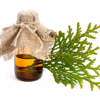 Platycladus Orientalis Leaf Extract 2