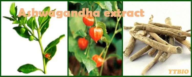 Bulk Ashwagandha Root Extract 5% Withanolides