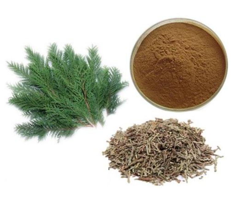 Platycladus Orientalis Leaf Extract 1