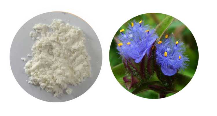 Cyanotis Arachnoidea Roots Extract