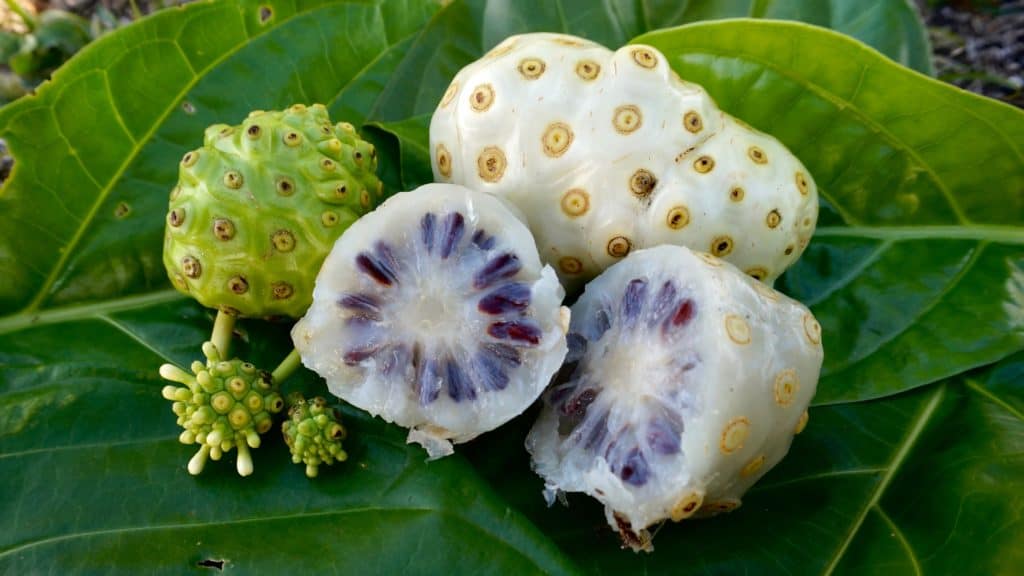 Noni Fruit Oil Display 2