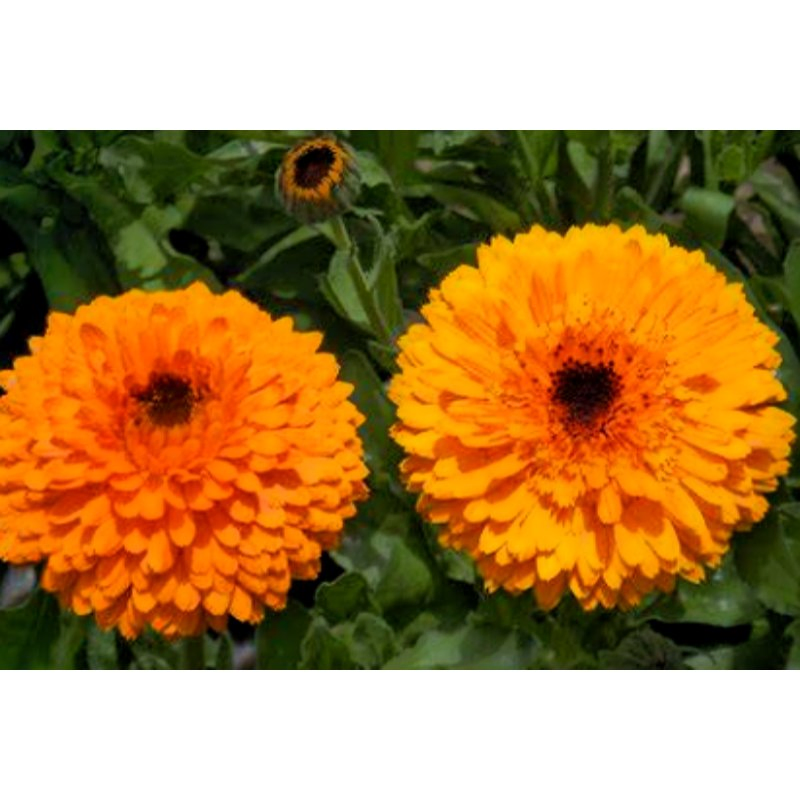 Herbal Extract Free Organic Marigold Calendula Officinalis Extract Powder