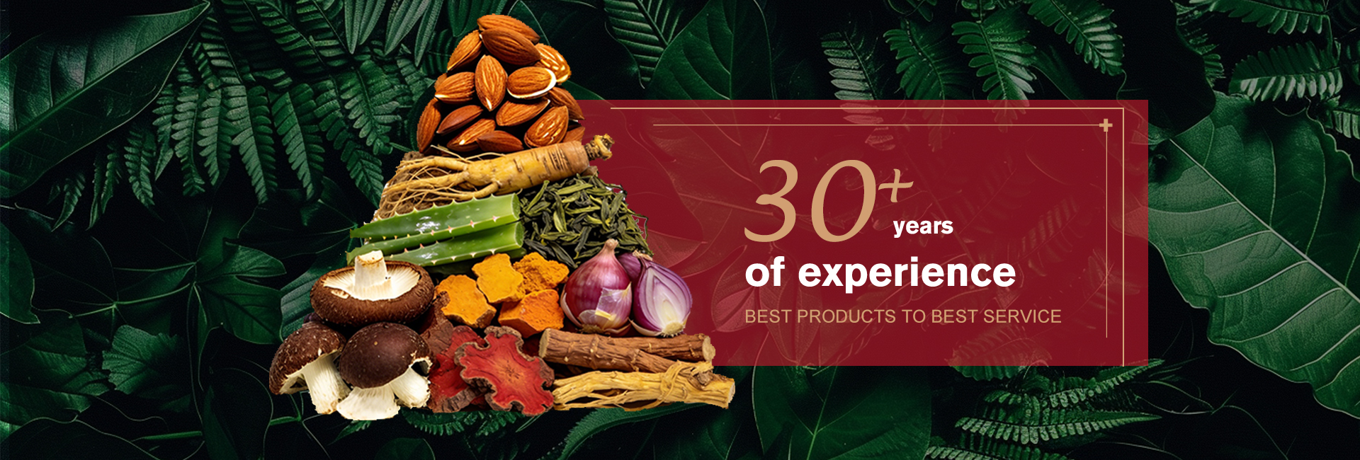 Reishi Mushroom Extract Banner 1