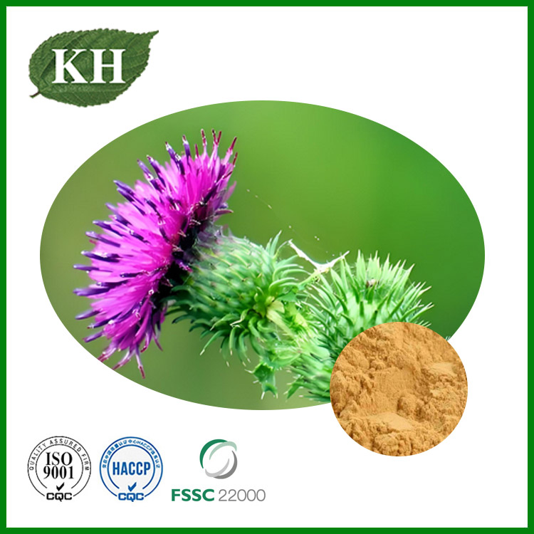 Chinese Herbal Medical Silybum Marianum Extract 80% Silymarin Milk Thistle Extract Powder
