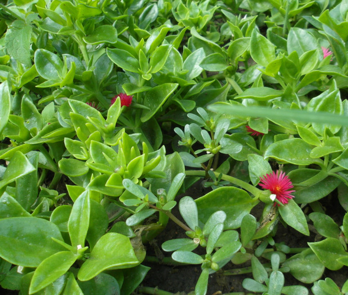Common Andrographis Herb Extract
