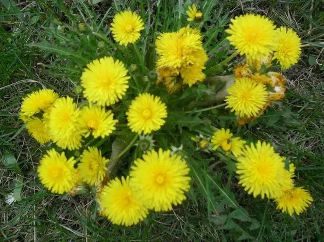 Pure Natural Herbal Extract Food Supplement Dandelion Extract Flavonoids Powder CAS 68990-74-9
