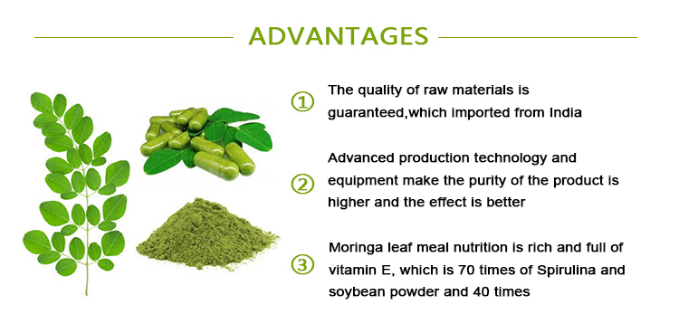 Wholesale Bulk Moringa Leaf Extract Moringa Leaf Powder