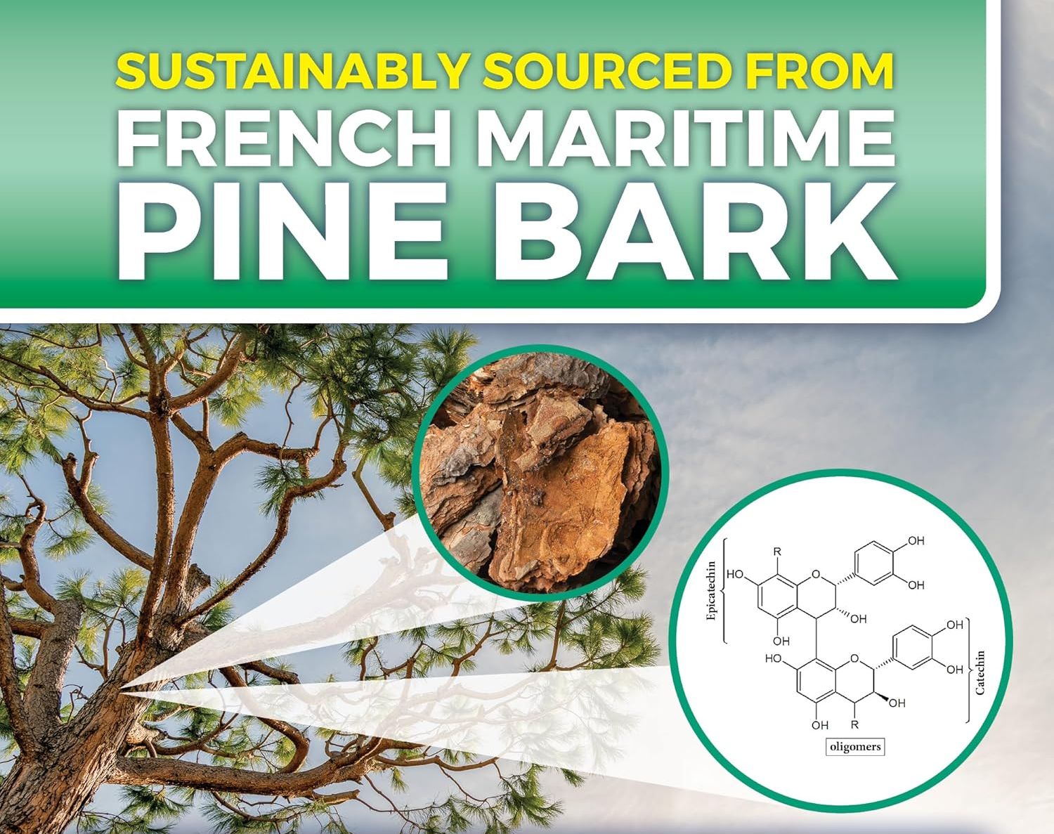 Pine Bark Extract Detail Image 3