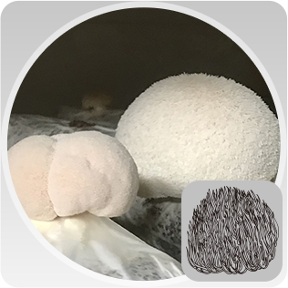 KLIFE Organic Hericium Erinaceus Extract | Water Soluble Organic Lions Mane Extract Powder | Brain &amp; Nerve Health