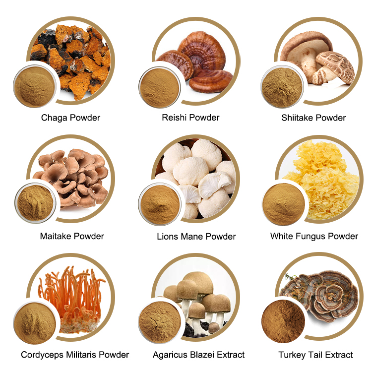 USDA Organic Lion's Mane Mushroom Extract Powder Hericium Erinaceus 30% Polysaccharides Nootropic Smart Mushroom Extract