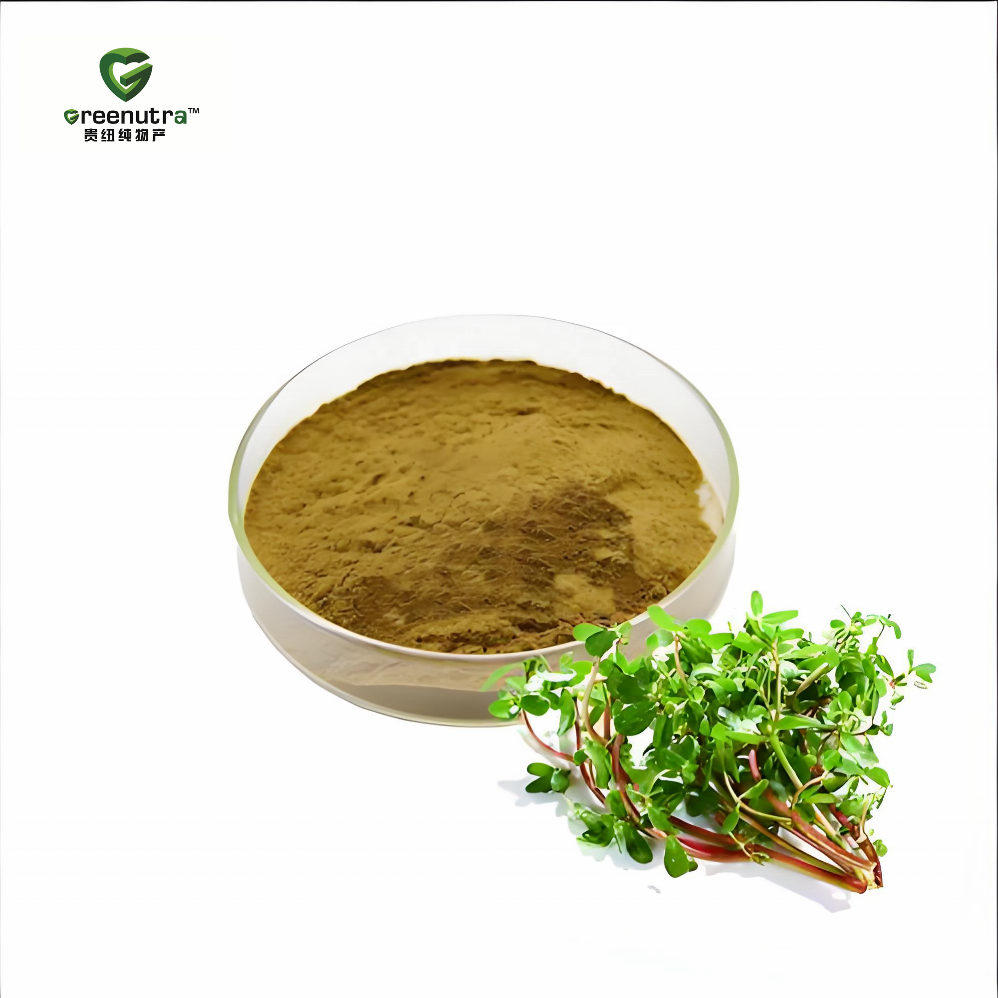 Portulaca Oleracea Extract for Natural Health Supplements Functional Foods and Traditional Herbal Product Formulations Worldwide