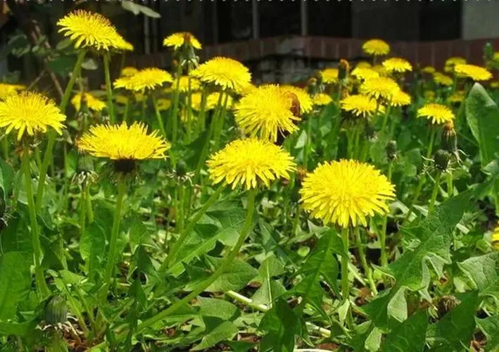 Pure Natural Herbal Extract Food Supplement Dandelion Extract Flavonoids Powder CAS 68990-74-9