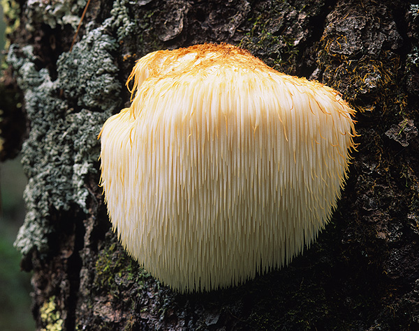 Mushroom Detail 1