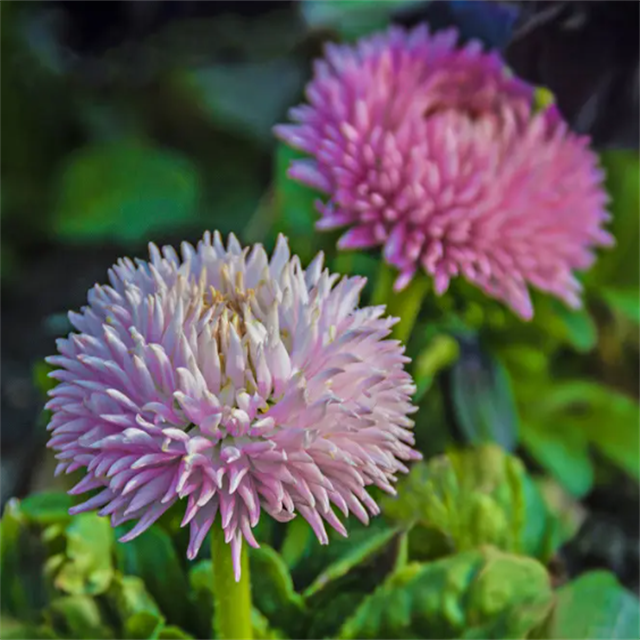 GMP Certified Halal Certified Food Grade White Red Clover Extract Trifolium Pratense Leaf Powder Formononetin 98% Vacuum Packed