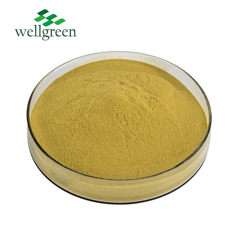 20% Oleuropein Olive Leaf Extract Powder for Dietary Supplement and Nutraceutical Use