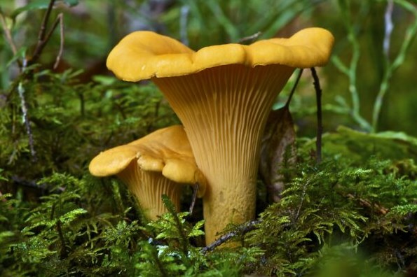 Cantharellus Cibarius Close up