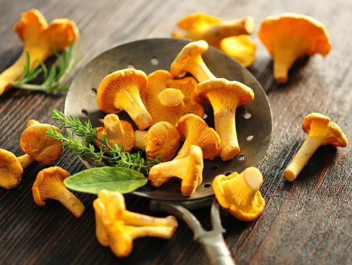 Chanterelle Mushroom Nature