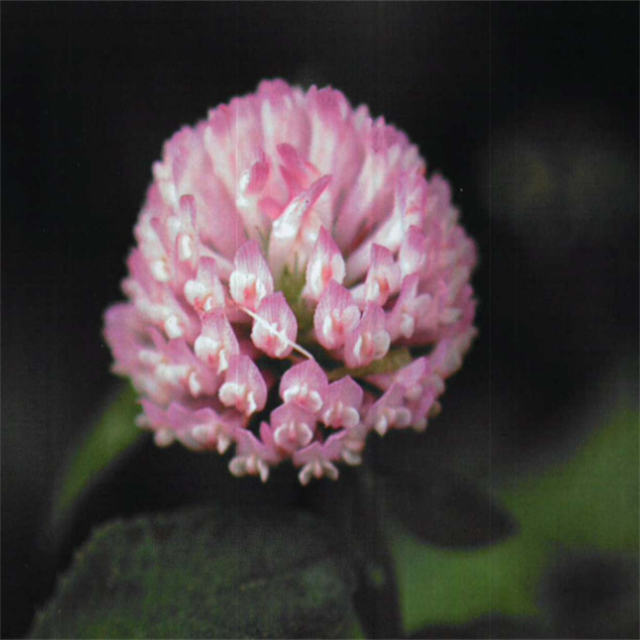GMP Certified Halal Certified Food Grade White Red Clover Extract Trifolium Pratense Leaf Powder Formononetin 98% Vacuum Packed